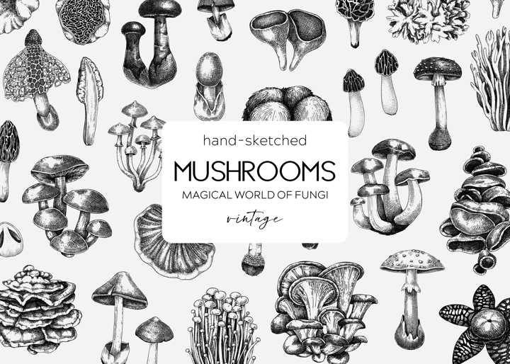 Mushroom background. Hand drawn vector illustration. Healthy food, poisonous mushrooms, fungi sketches. Autumn design template. Vintage banner in engraved style. 